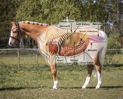 Örter häst: En guide till naturens läkande kraft för hästar