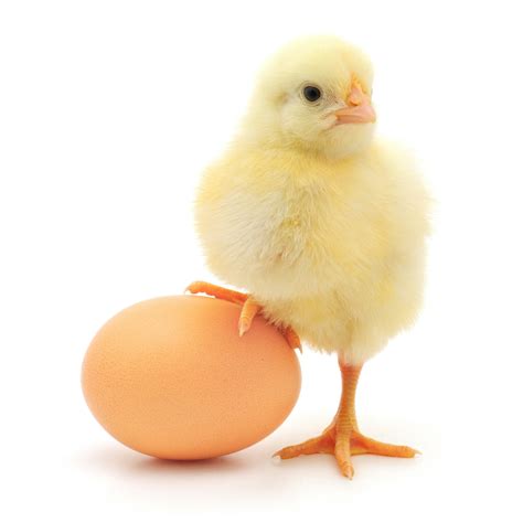ägg kyckling