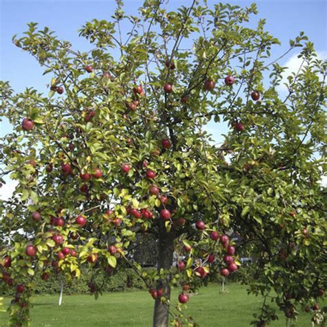 äpple familjeträd