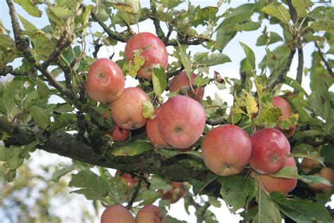 åkerö äppelträd