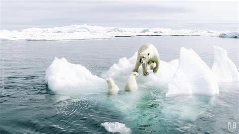 น้ำแข็งขั้วโลกละลายรวดเร็วขึ้นเนื่องจากภาวะโลกร้อน