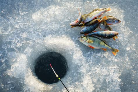 สัมผัสช่วงเวลาแห่งความสุขบนน้ำแข็งกับการตกปลาเทราต์รุ้ง