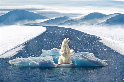 全球北極熊刨冰機，融化你我冰冷的心