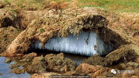 冰胀：大自然的力量，帮助植物在冻土带生存