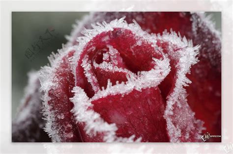 冰雪玫瑰，綻放生命之美