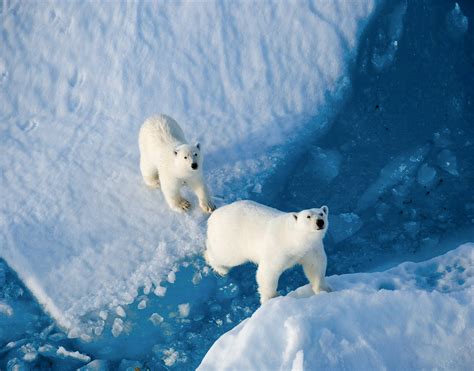 探寻北极海冰，开启极地之旅