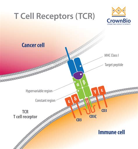 探索了解 T 細胞的魅力：非凡的免疫力戰士