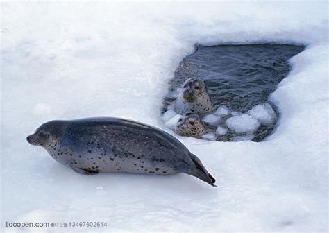 體驗冰上溜冰海豹的奇幻魅力