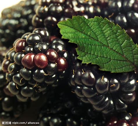 黑树莓的秘密：一种改变生活的超级水果