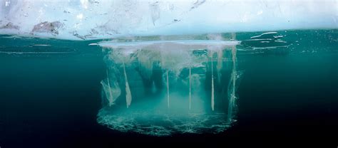  冰穴白鲑：北极深海的冰下精灵 