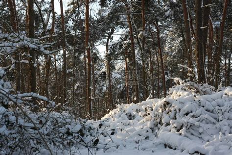  雪地制造者的幕后故事：探究创造冬季仙境的艺术