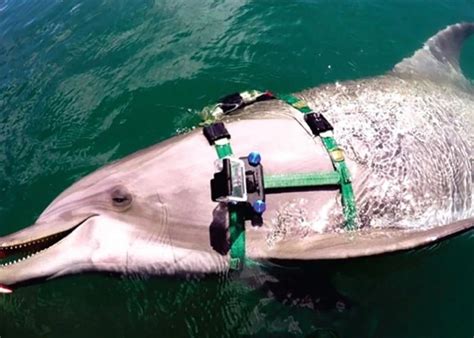  革新性机器：探索海豚软食机带来的无限可能 