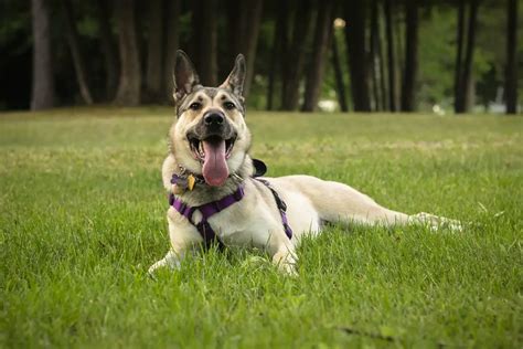  Begels Hund: Ein Leitfaden für Hundebesitzer 