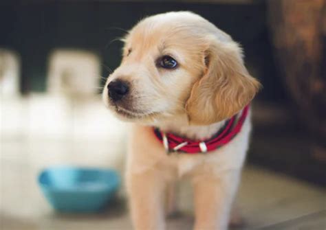  Coola hundnamn: Den ultimata guiden för att hitta det perfekta namnet på din hund 