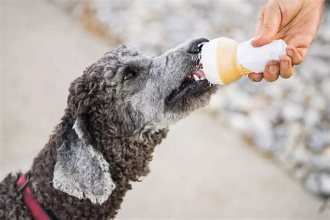  Dapatkah Anjing Memakan Es Krim Rasa Pecan Butter?