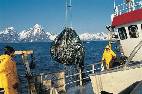  De norske fiskeriene: En bærebjelke i norsk økonomi og kultur 