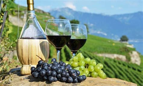  Dimensi Chardonnay: Jelajahi Dunia Anggur yang Menakjubkan 
