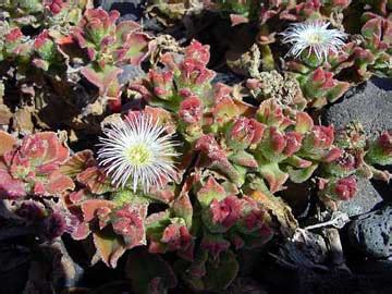  Escarcha para el paladar: Descubre el mundo del Mesembryanthemum crystallinum 