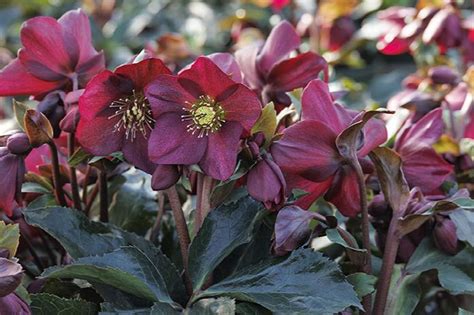  Helleborus Ice N Roses Red: A Guide to Its Beauty and Care 