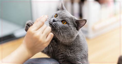  Hjälp en jourhems katt i Göteborg - Ge dem ett hem att älska 