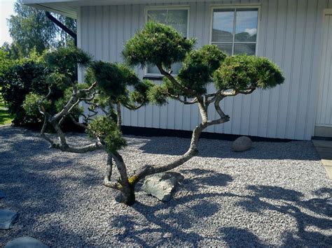  Japanska trädgårdsväxter: Skönhet och lugn i din trädgård 