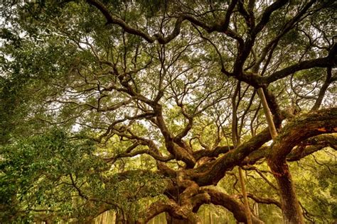  Jelajahi Kehebatan Black Oak Klocka: Pohon yang Menakjubkan dari Hutan Rimba 