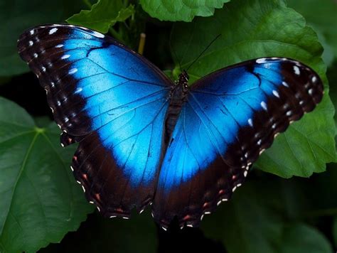  Kupu-kupu: Keindahan Alam yang Menginspirasi 