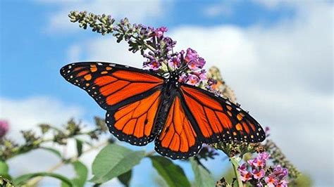  Kupu-kupu Merah: Simbol Transformasi dan Harapan 