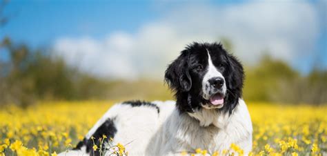  Landseer Hund: Ein sanfter Riese mit einem liebevollen Herzen 