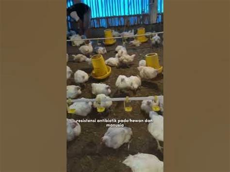  Mengenal Ayam Pondeuse AGP: Ayam Unggulan Pendukung Kesehatan dan Ekonomi 