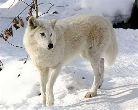  Mengenal Lebih Dekat Ice Wolves: Jadwal, Sifat, dan Cara Berinteraksi 