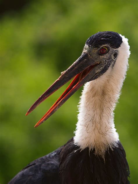  Mengenal Liten Marabou: Burung Cantik dengan Segudang Manfaat 