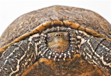  Reeves Kärrsköldpadda: Ett Sällsynt och Hotad Sköldpadda 