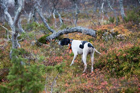  Samebyar i Jämtland 