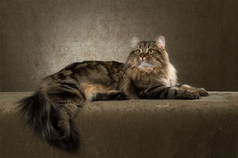  Sibirisk Katt Färger: En Guide Till De Förskollande Felinefärgerna 