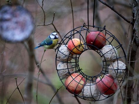  Talgbollar med nät: En komplett guide för fågelälskare 