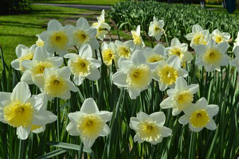  The Meaning and Significance of the Ice Follies Daffodil 