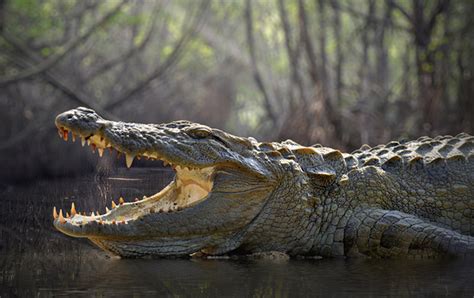 10 fakta om krokodiler
