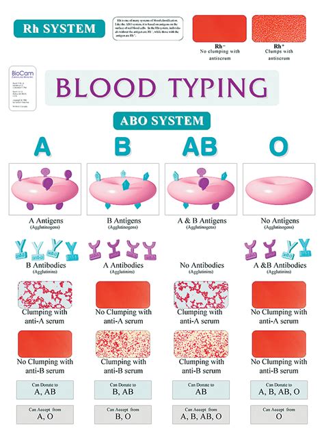 Abo Blood Typing Chart