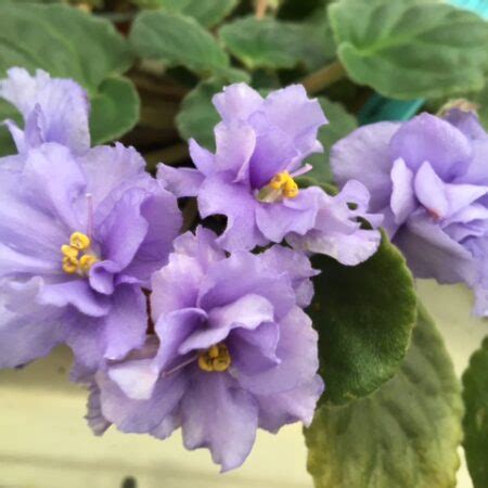 African Violet Catalogue