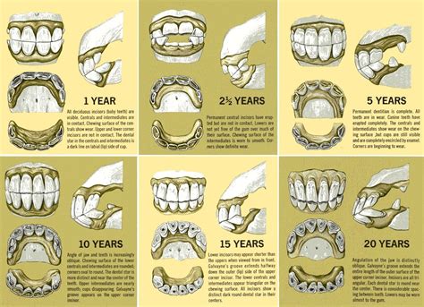 Aging Horse By Teeth Chart