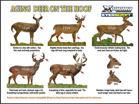 Aging Whitetail Deer Chart