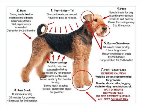 Airedale Grooming Chart