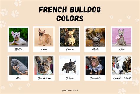 Akc French Bulldog Color Chart