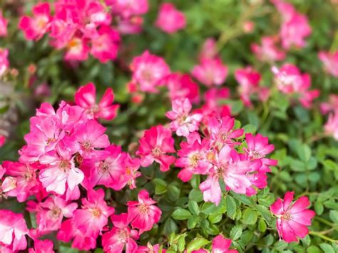 Akléja rózsa – az évelő kertészek kedvence