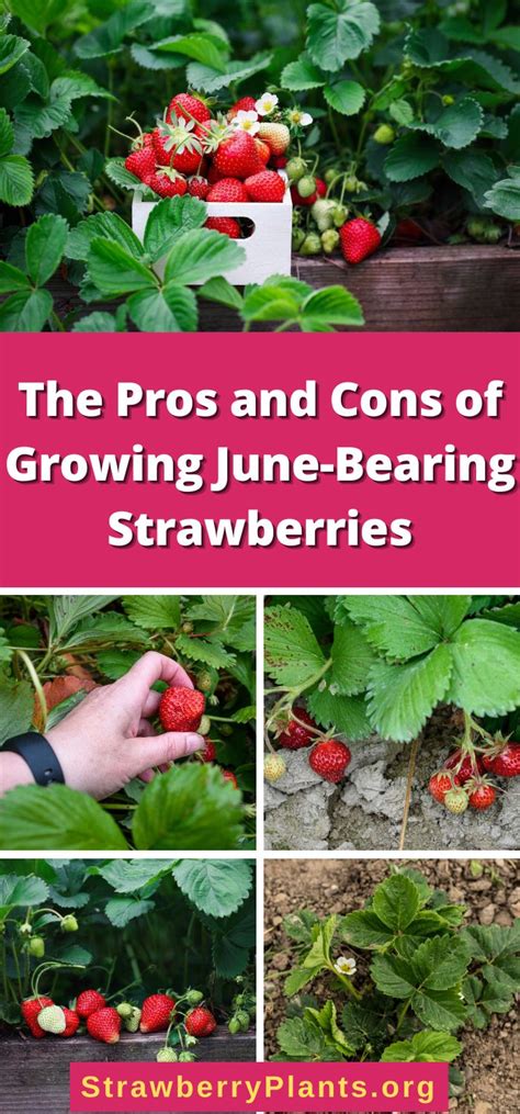 All-Star June-Bearing Strawberries: A Gardeners Guide to Success