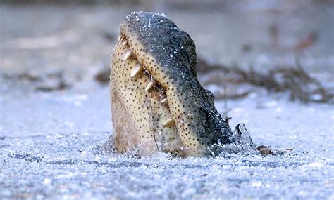 Alligator Hibernation Ice: A Guide to the Cold-Weather Survival of Alligators