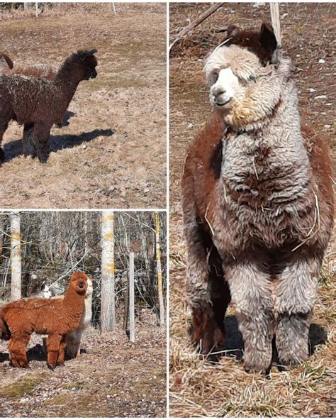 Alpacka till salu: En inspirerende guide för att äga en alpacka