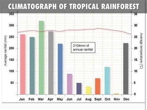 Amazon Rainforest Climate Chart
