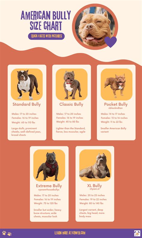 American Bully Chart